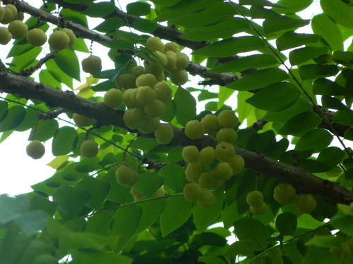 Image of Phyllanthus acidus by (c) Rajeesh, some rights reserved (CC BY-SA)