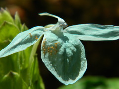 Ecbolium