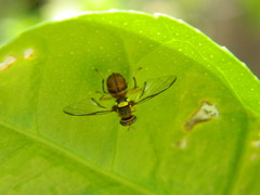 Bactrocera