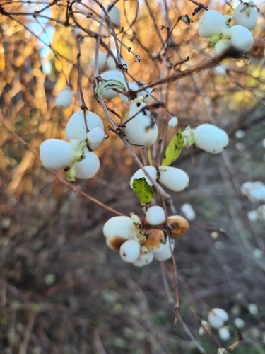 Common Snowberry winter
