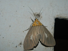 Asota canaraica