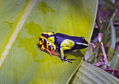 Mantella baroni