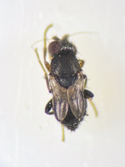 Leptocera