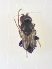 Leptocera