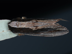 Hylaeora capucina