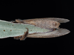 Hylaeora capucina