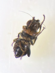 Leptocera