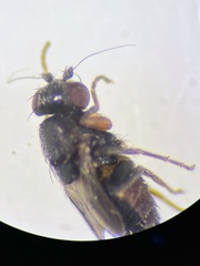 Leptocera