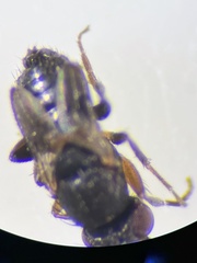 Leptocera
