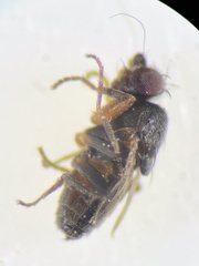 Leptocera