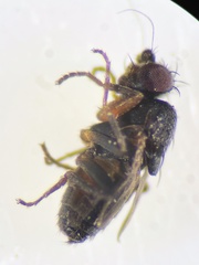 Leptocera
