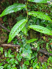 Persicaria chinensis