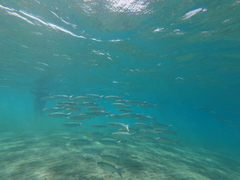 Crenimugil crenilabis