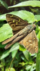 Eudamini
