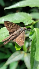 Eudamini