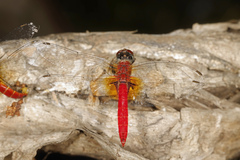 Aethriamanta nymphaeae