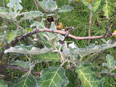 Solanum marginatum