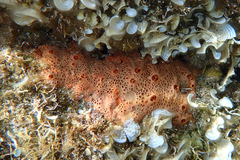 Hemimycale columella