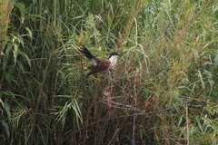 Centropus cupreicaudus