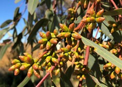 Eucalyptus phenax