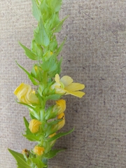 Alectra sessiliflora