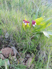 Anacamptis papilionacea