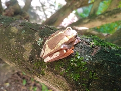 Dendropsophus elegans