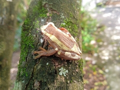 Dendropsophus elegans