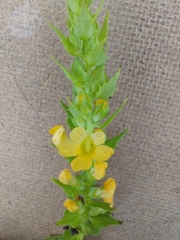 Alectra sessiliflora