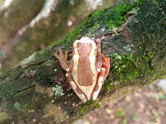 Dendropsophus elegans