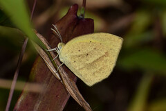 Eurema laeta
