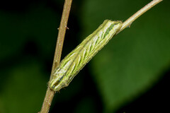 Surendra quercetorum