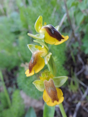 Ophrys lutea