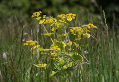 Smyrnium perfoliatum