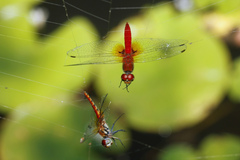 Aethriamanta nymphaeae