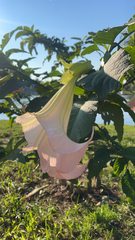 Brugmansia arborea