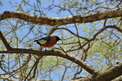 Lamprotornis superbus