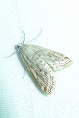 Parapoynx allionealis