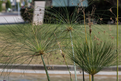 Cyperus papyrus