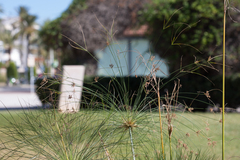 Cyperus papyrus