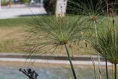 Cyperus papyrus