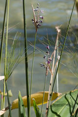 Thalia dealbata