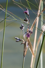 Thalia dealbata