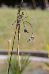 Thalia dealbata