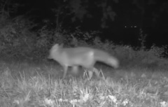 Vulpes vulpes crucigera