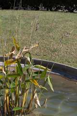Thalia dealbata