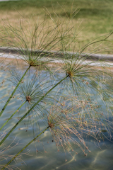 Cyperus papyrus