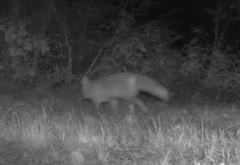 Vulpes vulpes crucigera