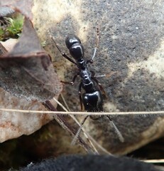 Plectroctena mandibularis