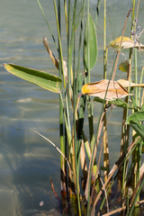 Thalia dealbata